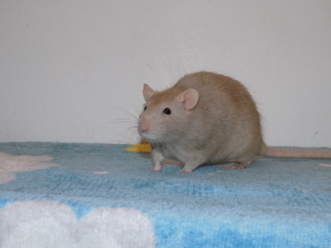 Photo #3 de Framboise