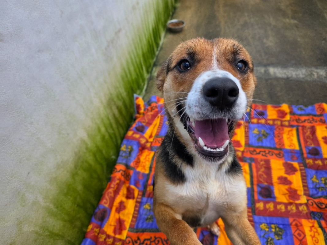 Photo #1 de Dora l'exploratrice