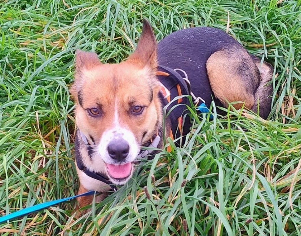 Photo #2 de Dora l'exploratrice