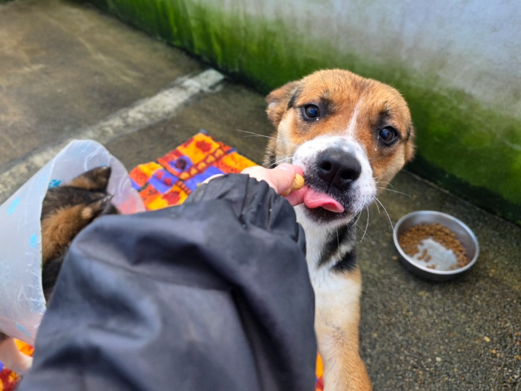 Photo #3 de Dora l'exploratrice