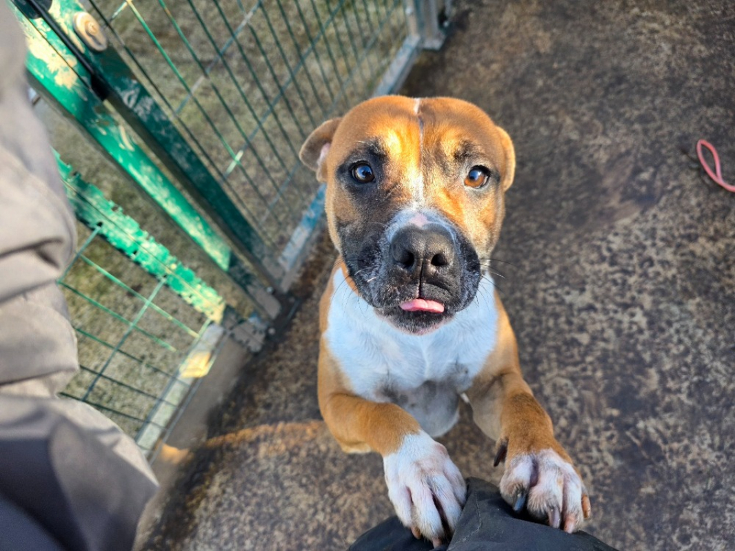 Photo #1 de Betty boop