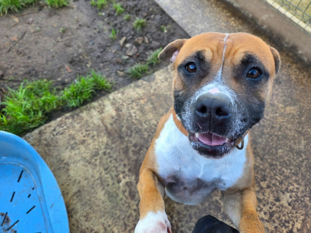 Photo #2 de Betty boop