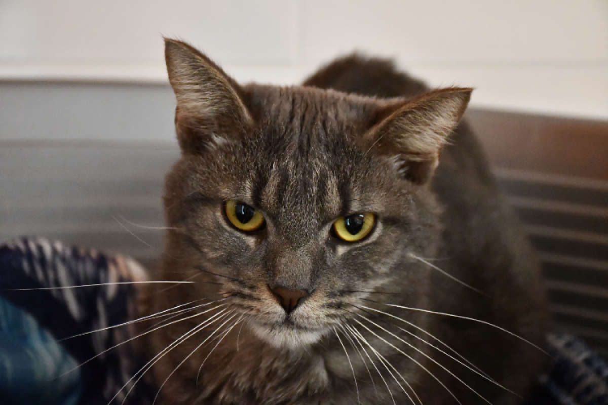 Photo #1 de Gribouille