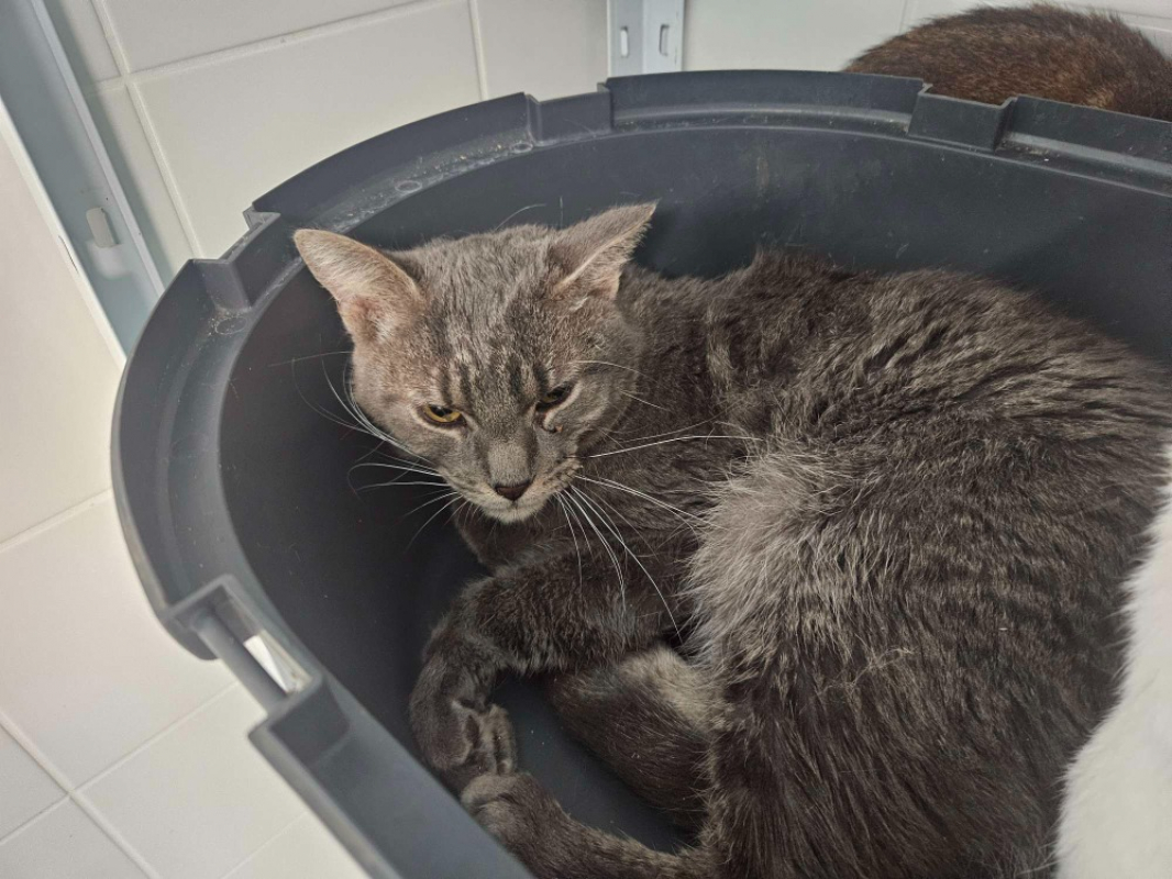 Photo #2 de Gribouille