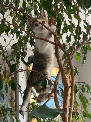 Image #0 d'illustration de l'association