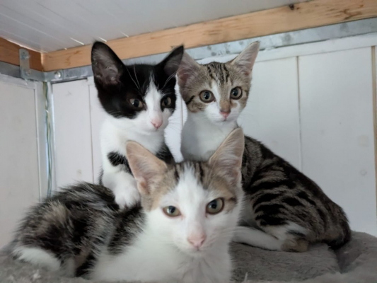 Image #1 d'illustration de l'association