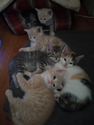 Image #2 d'illustration de l'association