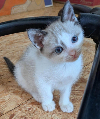 Image #7 d'illustration de l'association