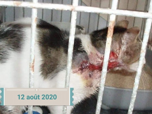 Image #0 d'illustration de l'association