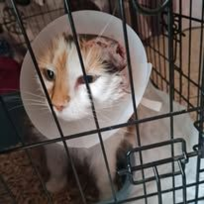 Image #1 d'illustration de l'association