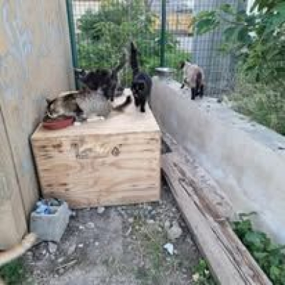 Image #2 d'illustration de l'association