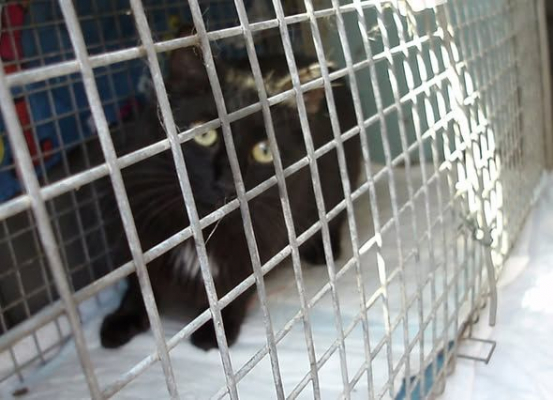 Image #5 d'illustration de l'association