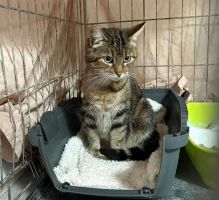 Image #7 d'illustration de l'association