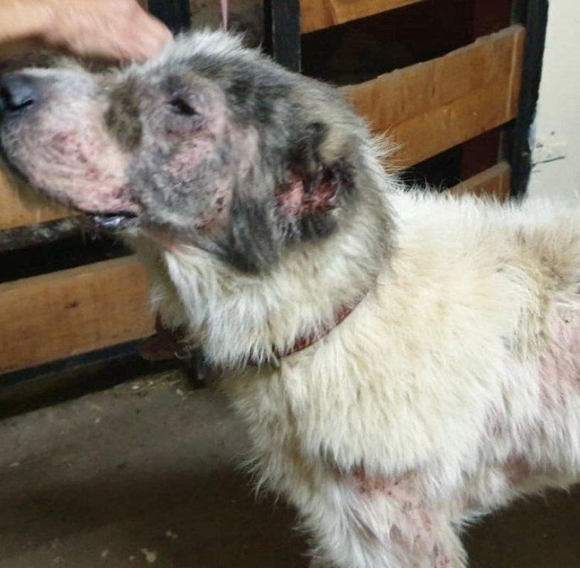 Image #1 d'illustration de l'association