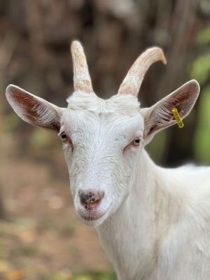 Image #0 d'illustration de l'association