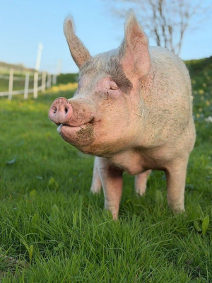 Image #1 d'illustration de l'association