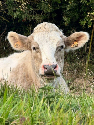 Image #2 d'illustration de l'association