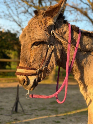 Image #4 d'illustration de l'association