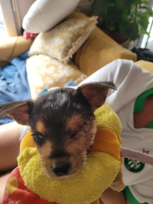 Image #0 d'illustration de l'association