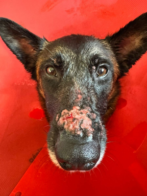 Image #0 d'illustration de l'association