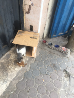 Image #2 d'illustration de l'association