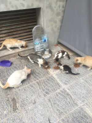 Image #4 d'illustration de l'association