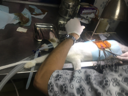 Image #6 d'illustration de l'association