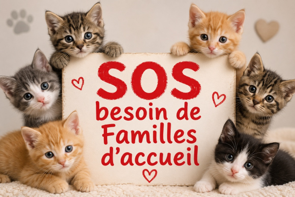 Image #0 d'illustration de l'association