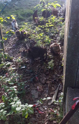 Image #1 d'illustration de l'association