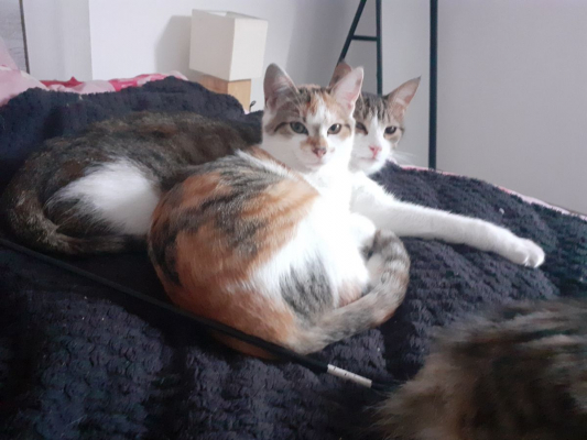 Image #5 d'illustration de l'association