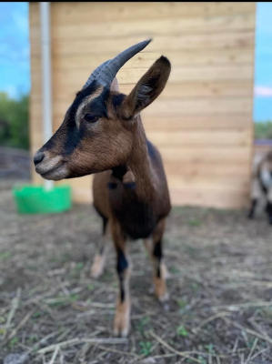 Image #0 d'illustration de l'association