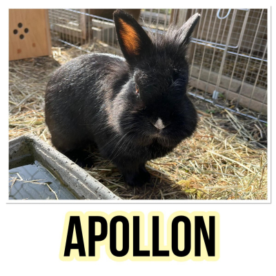 Image #3 d'illustration de l'association