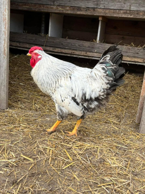 Image #4 d'illustration de l'association