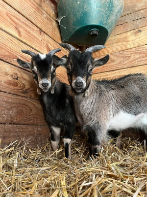 Image #5 d'illustration de l'association