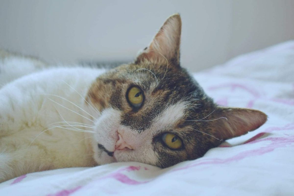 Image #6 d'illustration de l'association