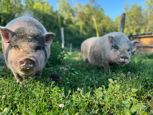 Image #8 d'illustration de l'association