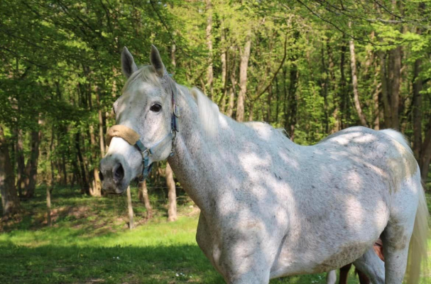 Image #9 d'illustration de l'association