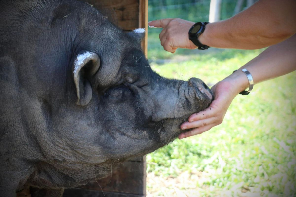 Image #11 d'illustration de l'association