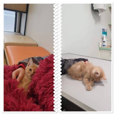 Image #12 d'illustration de l'association