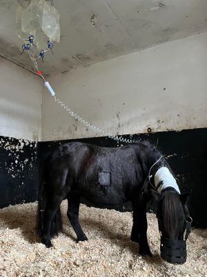 Image #13 d'illustration de l'association