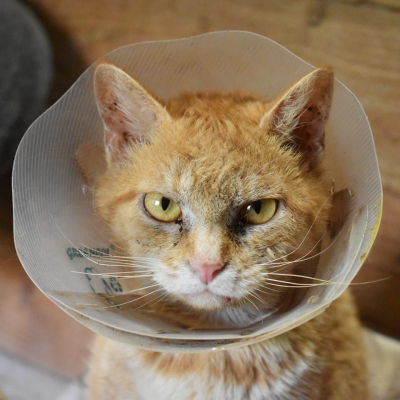 Image #14 d'illustration de l'association