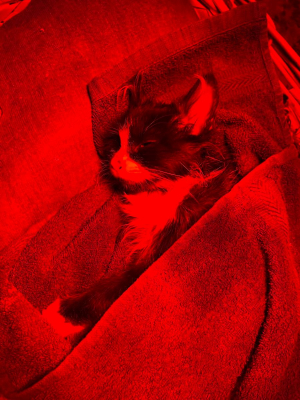 Image #15 d'illustration de l'association