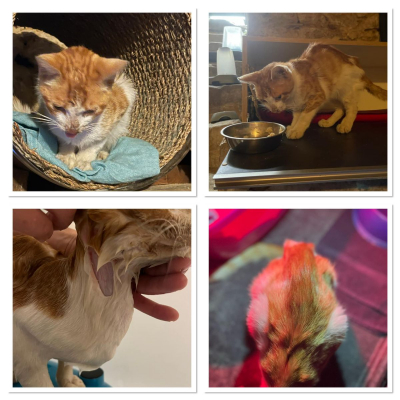 Image #17 d'illustration de l'association