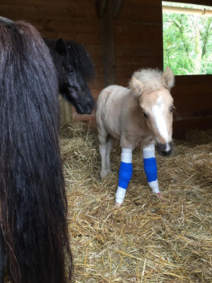 Image #19 d'illustration de l'association