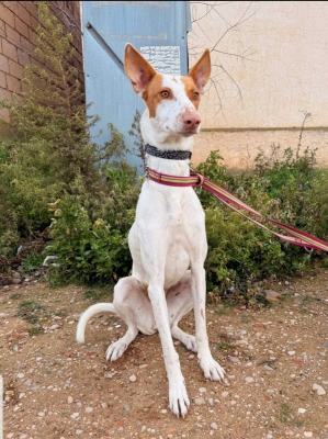 Image #2 d'illustration de l'association