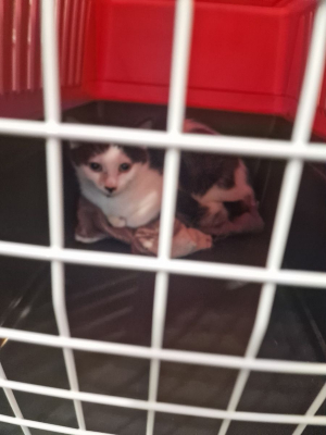 Image #1 d'illustration de l'association