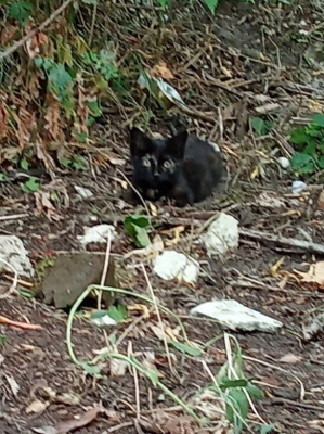 Image #5 d'illustration de l'association