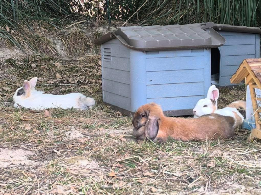 Image #3 d'illustration de l'association