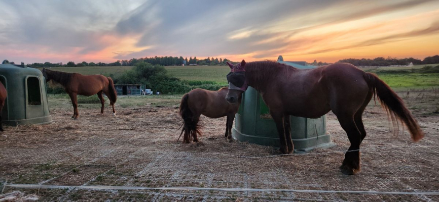 Image #4 d'illustration de l'association