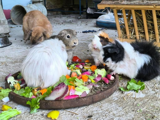 Image #5 d'illustration de l'association